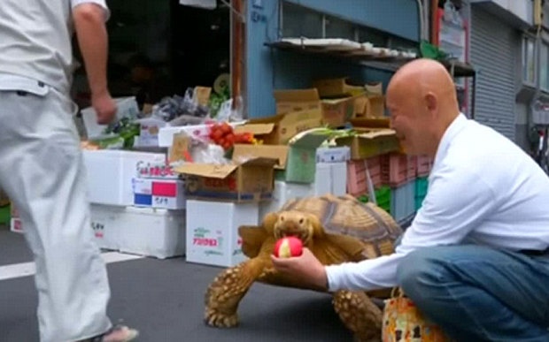 tortoise fruit 3345652b