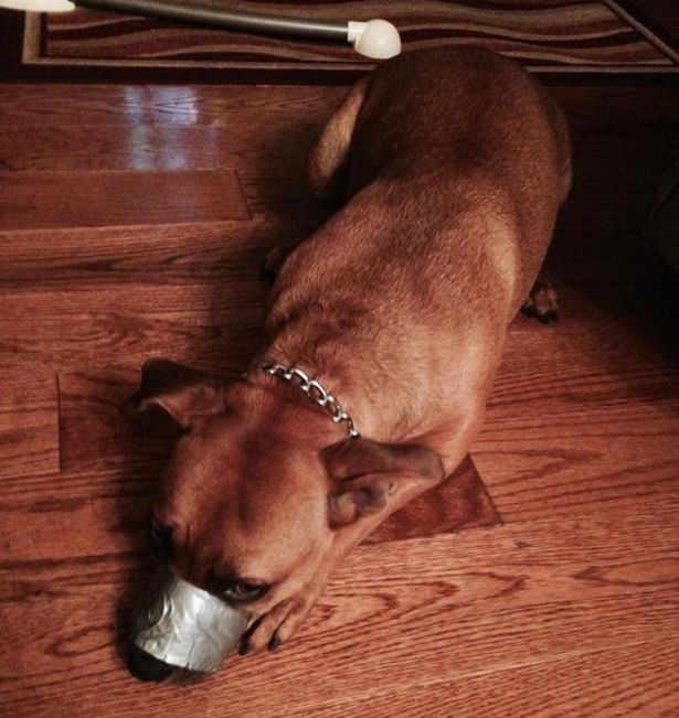 Duct tape dog 2