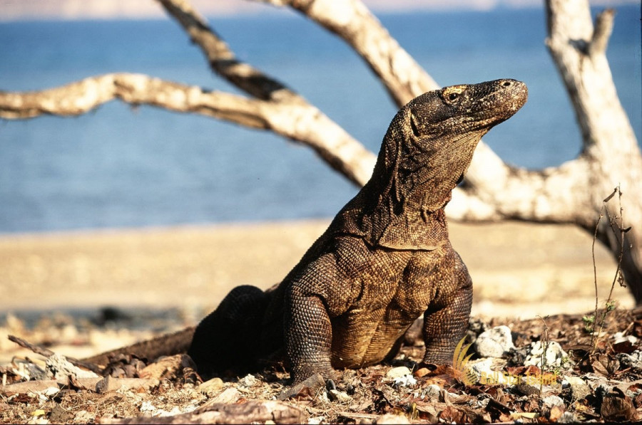 komodo dragon tours2