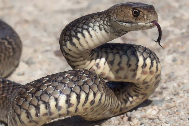 Eastern brown snake