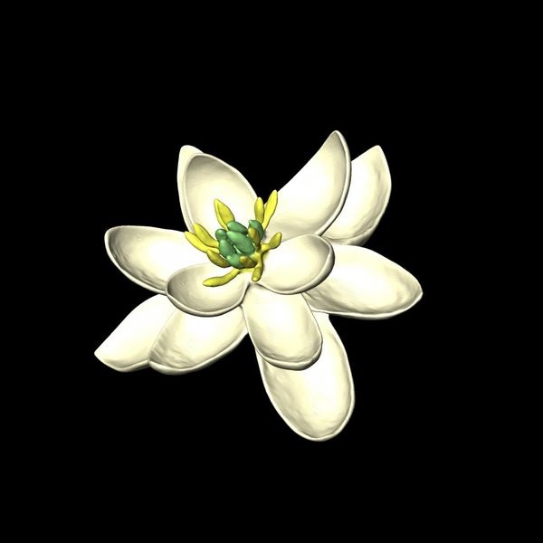 Theancestorofflowers