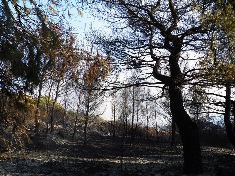 kithira fotia proi 2