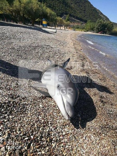delfini patra3