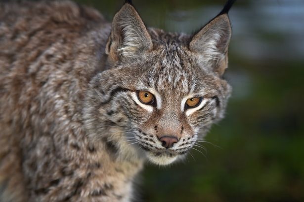 FILE The Lynx Trust Seek Permission To Release Big Cats Into The Wild