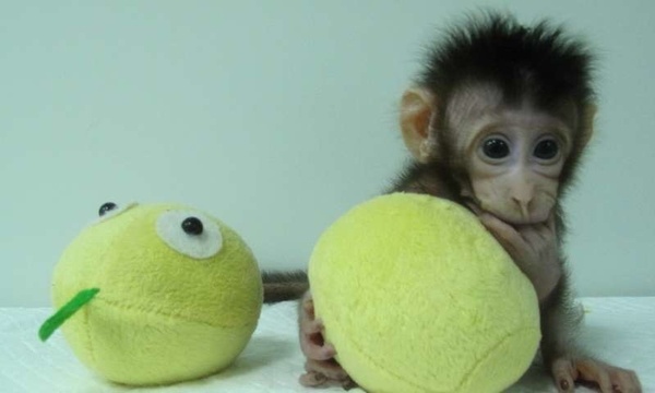 cloning monkey