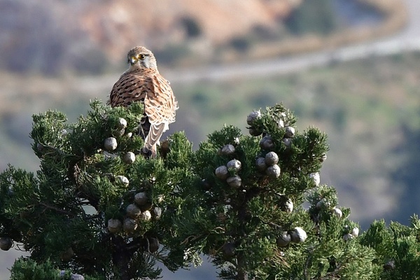 nafplio photografiko16