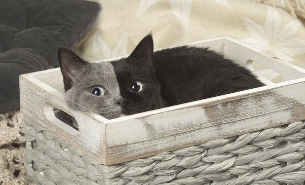 photo bomb gata2 copy