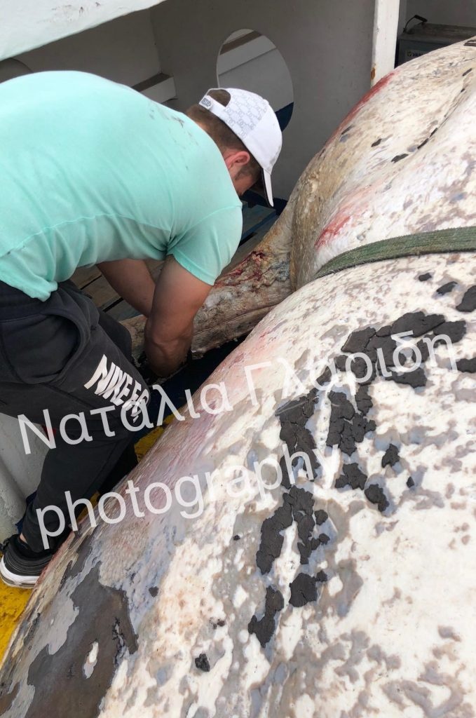 30704126 1938497206225453 4135336779085512704 n