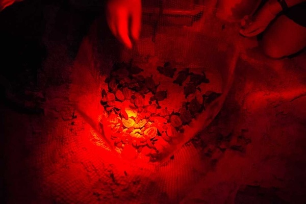 636282181425616436 0724 CCLO turtle cabin 014