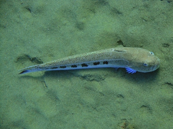 drakaina aftodioikisi