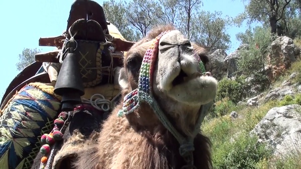 delikkemer turkey april 21 2013 spring camel walking festival a camel is chewing grass btecpwqg thumbnail full01