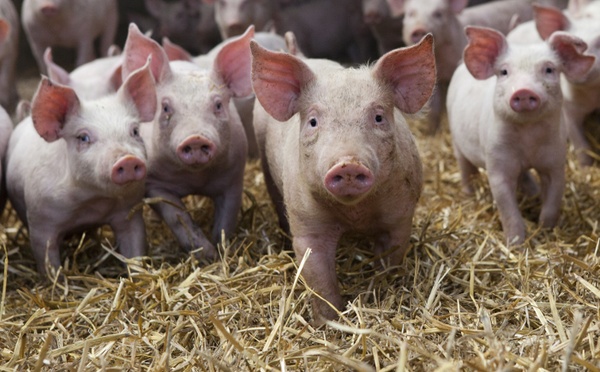 DYK PI 151022 Spain 1