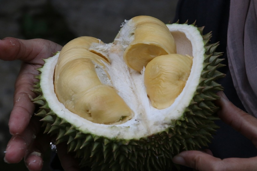 durian