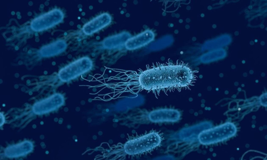 bacteria-3662695_960_720.jpg