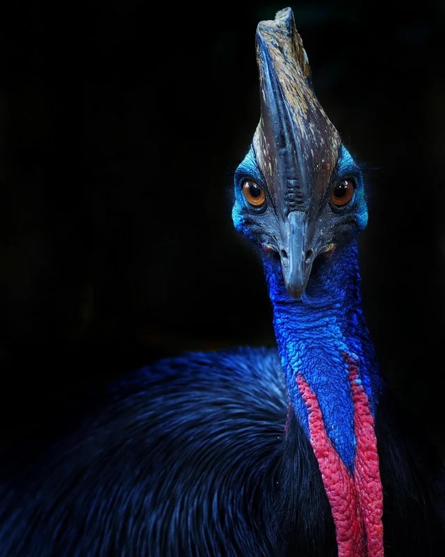 cassowary1.jpg