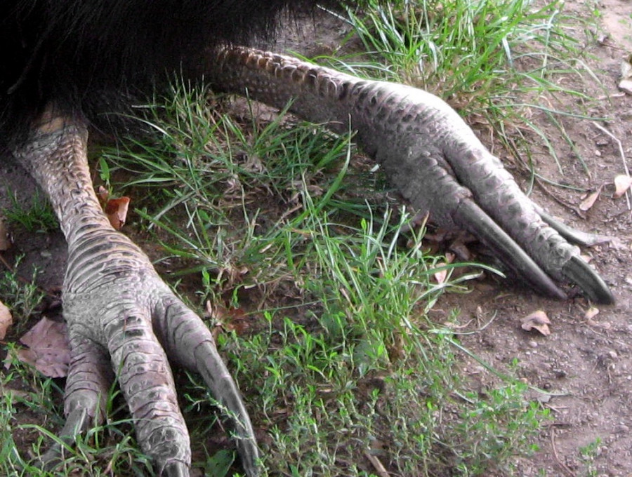 Southern_cassowary_feet.jpg