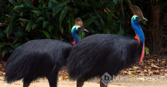 cassowary-2.jpg