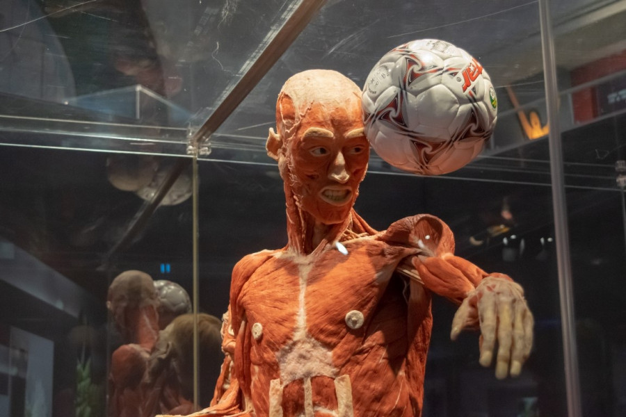 Έκθεση Body Worlds