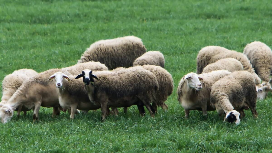 Σε απόγνωση οι κτηνοτρόφοι - Εγκαταλείπουν τα κοπάδια τους