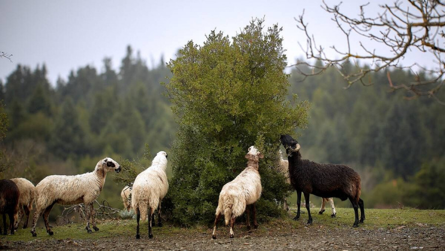 Ακρίβεια: Προβληματισμένοι εμφανίζονται οι κτηνοτρόφοι από τις αυξήσεις στις τιμές.