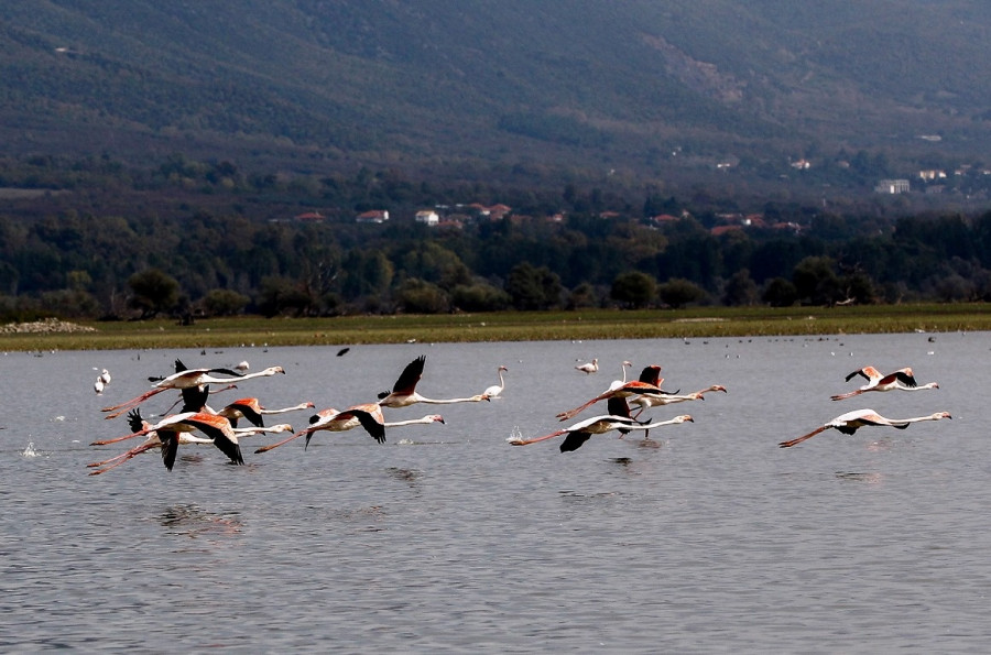 λίμνη Κερκίνη