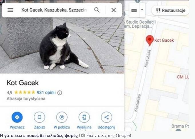 gatos1.jpg