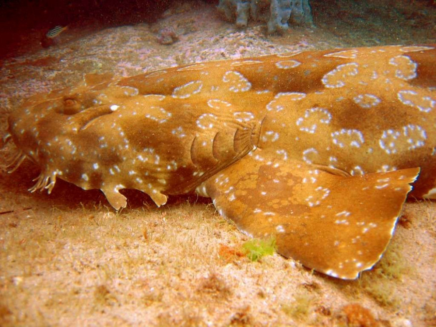 Spotted_wobbegong.jpg
