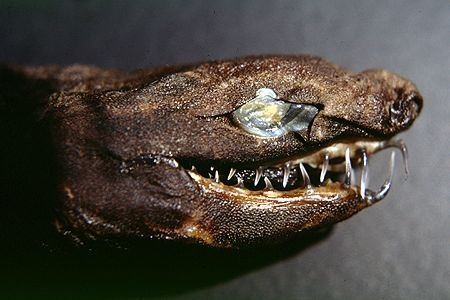 Trigonognathus_kabeyai_head_1.jpg