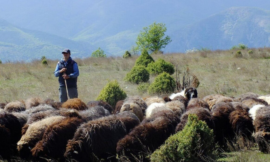 Πανώλη: Παϊδάκια, προβατίνα, τυρί τέλος! Σε απόγνωση κρεοπώλες, ταβέρνες και... πανηγύρια!