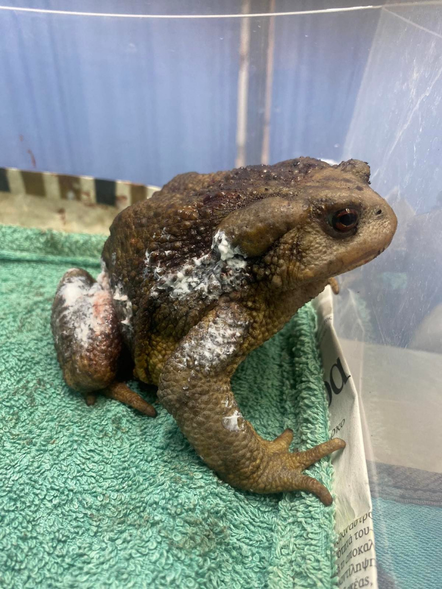 Μπορεί να είναι εικόνα αμφίβιο