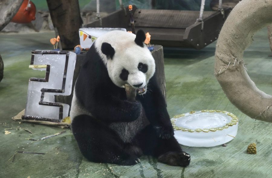 panda2-20.jpg