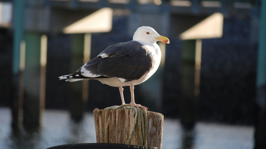 black-backed-gull-(U).jpg