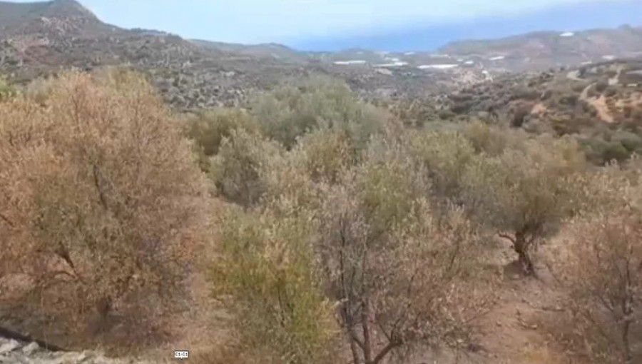 thumbnail_eliesviannos3