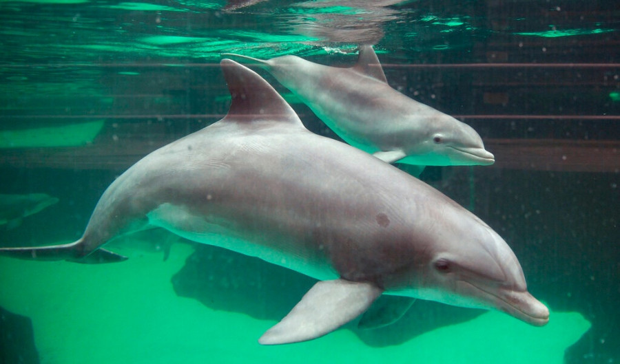 Dolphin