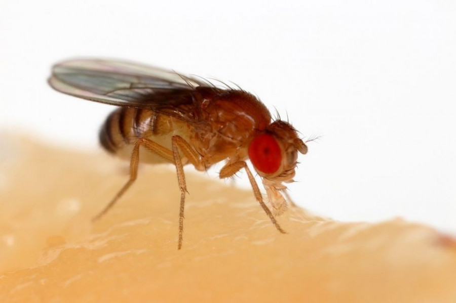 Sanjay-Acharya-Wikimedia-Commons-fruit-fly.jpg
