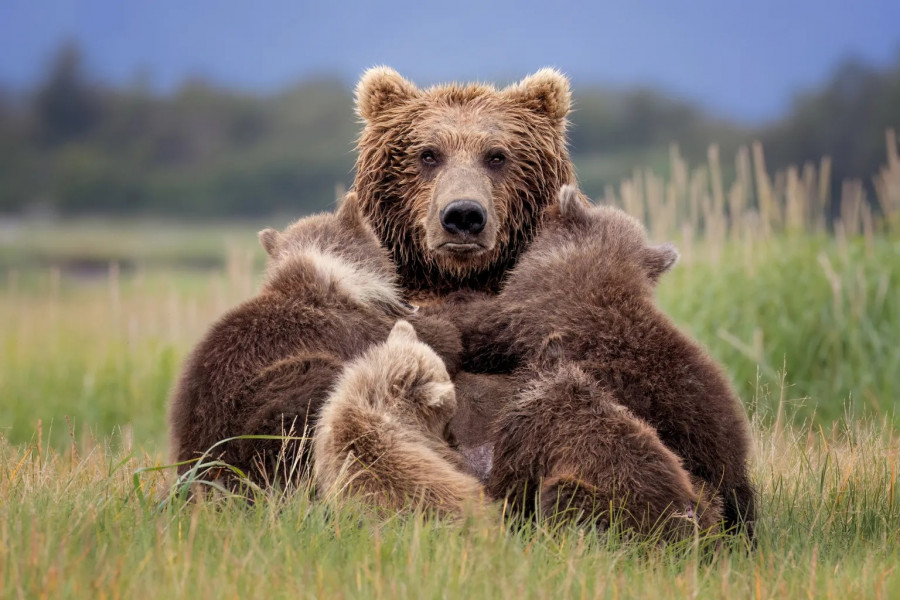 alaskan-brown-bear-sow-cubs-93499015.jpg