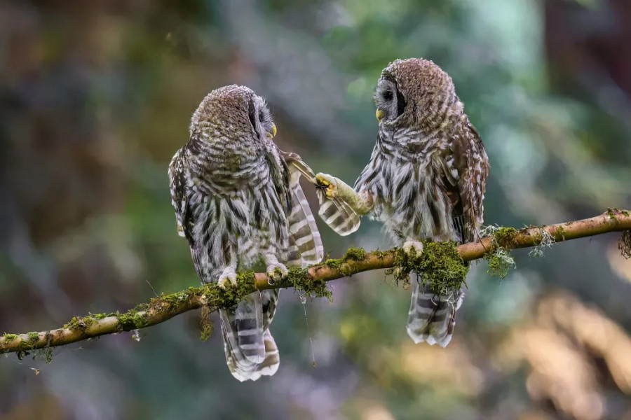 barred-owlets-seward-park-seattle-93499012-(1).jpg