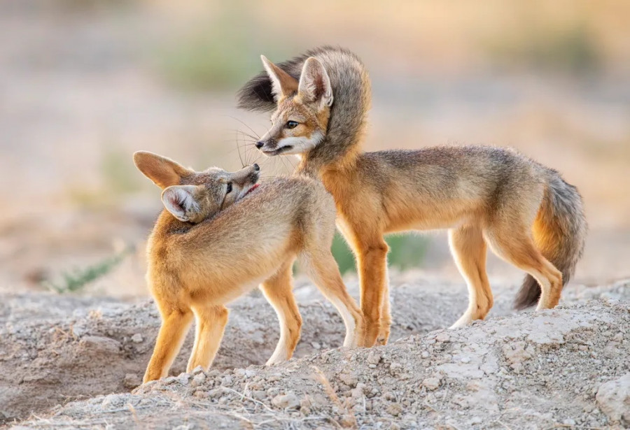 kit-foxes-onaqui-mountain-herd-93498994.jpg