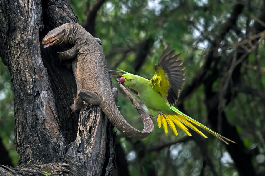 parakeet-biting-monitor-lizard-keloadev-93499013.jpg