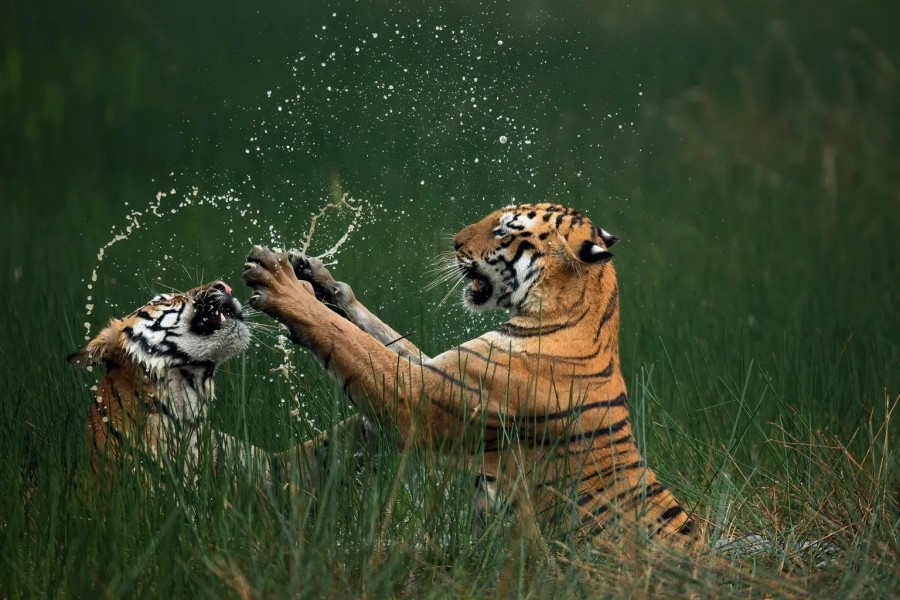 tigers-mangesh-desai-tadoba-andhari-93498974.jpg