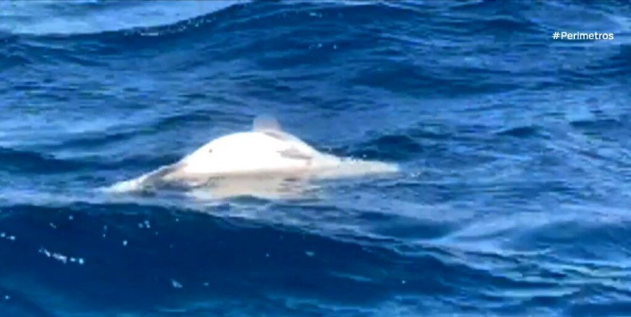 Νεκρά ψάρια στις θάλασσες της νοτίου Ελλάδος