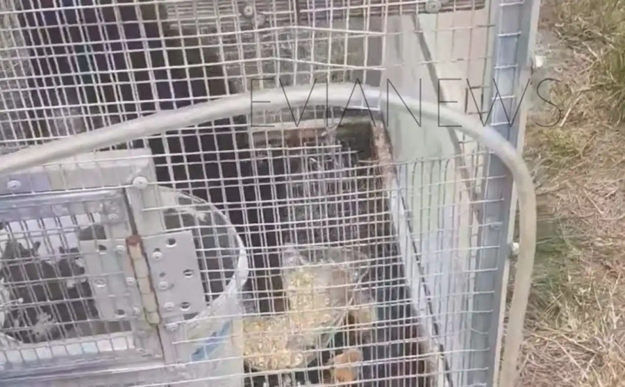 Το αγριογούρουνο δεν ήταν καθόλου φοβισμένο και δεν έδειχνε να αντιδρά ούτε και όταν αντιλήφθηκε ανθρώπινη παρουσία