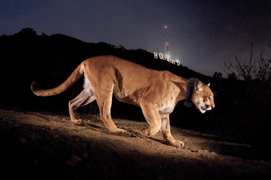 cougar-la.jpg