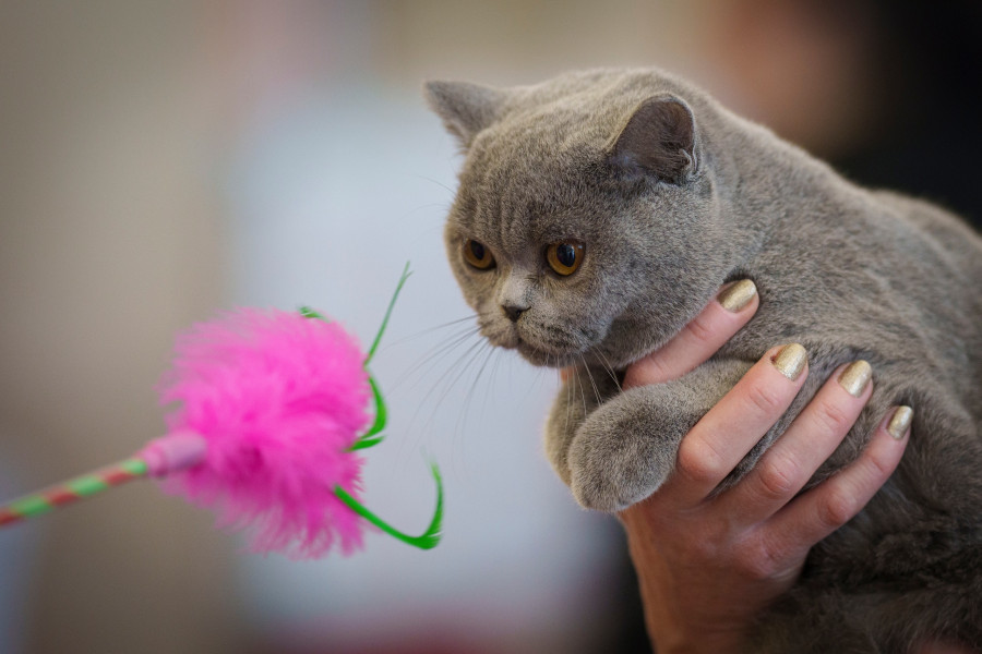Romania Cat Show