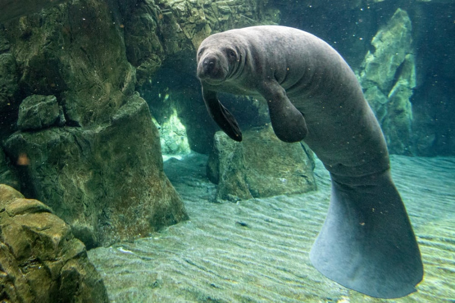 manatee2.jpg