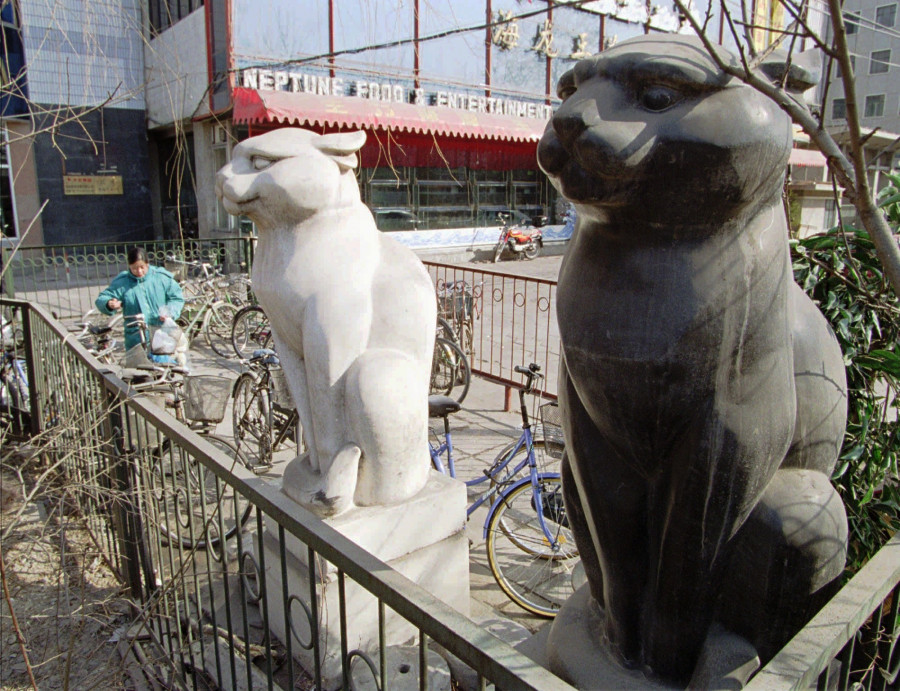 BLACK AND WHITE CATS