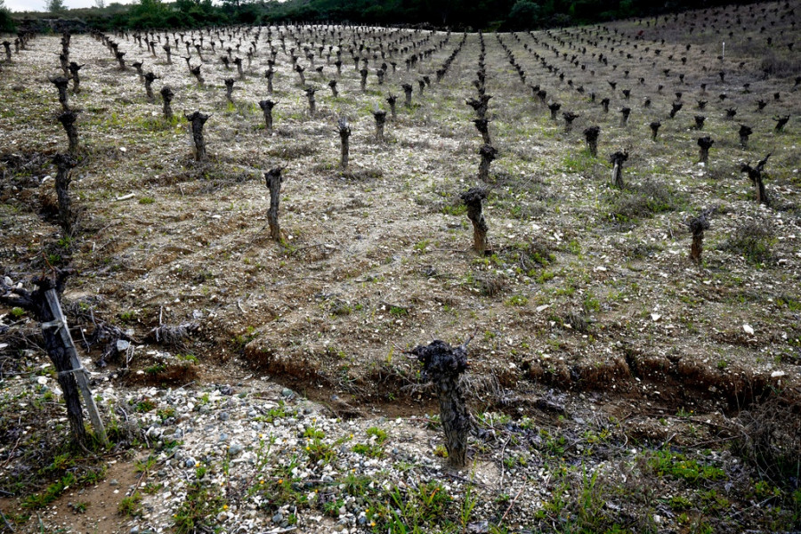 Cyprus Wine of Kings