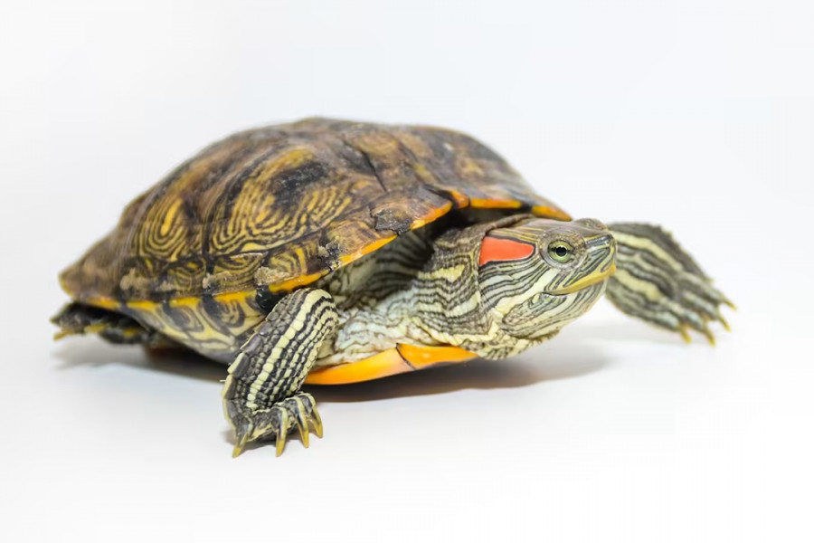 red-eared-slider-xelwna.jpg