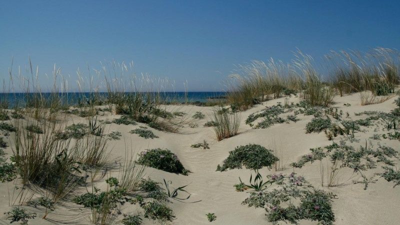 Κυπαρισσία