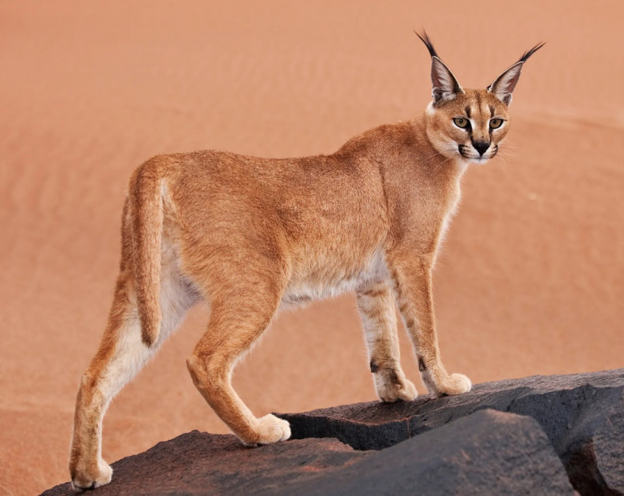 caracal.jpg